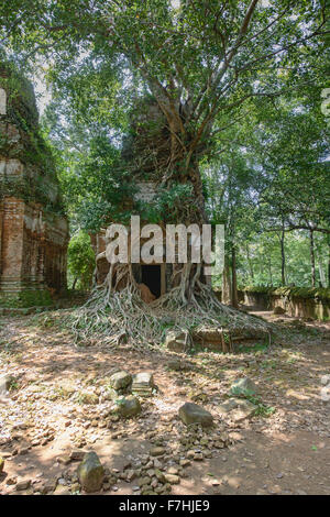 Des racines d'arbre enroulé autour de l'hidden temple de Prasat Pram jungle à Koh Ker, Siem Reap, Cambodge Banque D'Images