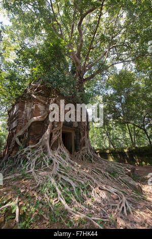 Des racines d'arbre enroulé autour de l'hidden temple de Prasat Pram jungle à Koh Ker, Siem Reap, Cambodge Banque D'Images