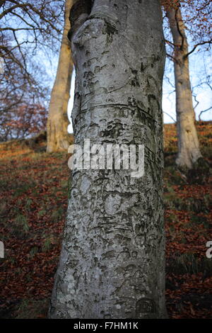 Fagus sylvatica - forêt de hêtres européens ou le hêtre commun à l'automne -arbre à feuilles caduques - Fagaceae - Aberdeen - Ecosse - UK ville Banque D'Images