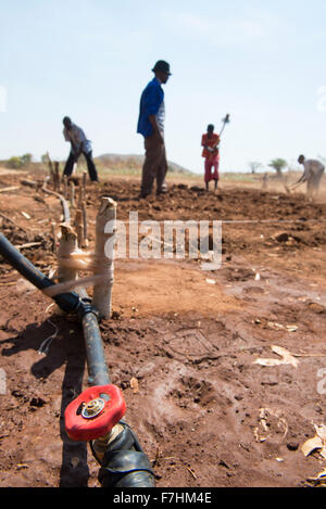 Le MALAWI, Zingiziwa village, l'installation de système d'irrigation goutte à goutte pour les petits agriculteurs Banque D'Images