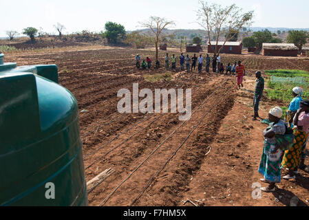 Le MALAWI, Zingiziwa village, l'installation de système d'irrigation goutte à goutte pour les petits agriculteurs Banque D'Images