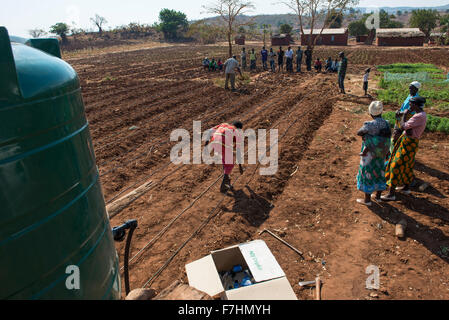 Le MALAWI, Zingiziwa village, l'installation de système d'irrigation goutte à goutte pour les petits agriculteurs Banque D'Images