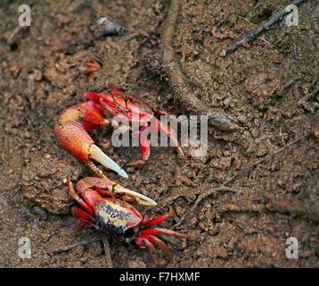 L'Uca arcuate Fiddler Crab, parfois connu comme un crabe appelant Banque D'Images