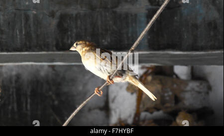 Accueil Sparrow se trouve sur un fil Banque D'Images