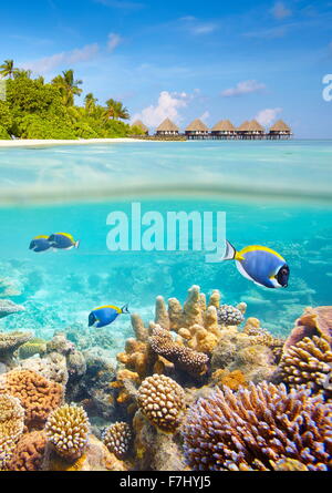 Vue sous-marine avec reef et le poisson, îles Maldives Banque D'Images