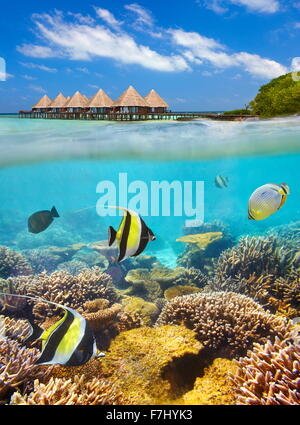 Paysages tropicaux à Îles Maldives, Ari Atoll Banque D'Images