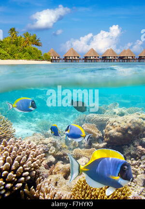 Vue sous-marine de poissons tropicaux et de corail, l'île des Maldives, Ari Atoll Banque D'Images