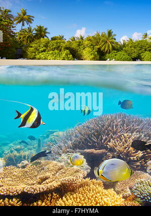 Îles Maldives - vue sous-marine à poissons tropicaux et reef Banque D'Images