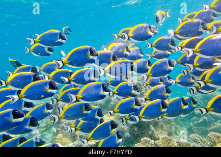 Maldives Island - vue sous-marine, banc de poissons Banque D'Images