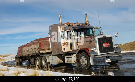 Peterbilt 379 camion et semi-remorque à plate-forme avec une bâche et chargé sur route mouillée en gigogne USA Wyoming Banque D'Images