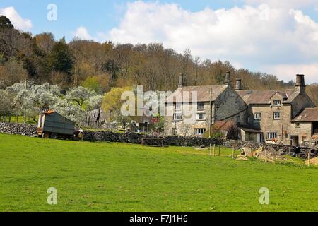 Lyth Valley. Flodder Hall Farm avec Damson Verger en fleurs. Le Howe, Lyth Valley, le Parc National du Lake District, UK. Banque D'Images