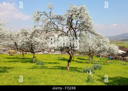 Lyth Valley. Damson Verger en fleurs. Flodder Hall Farm, le Howe, Parc National de Lake District, Cumbria, England, UK. Banque D'Images