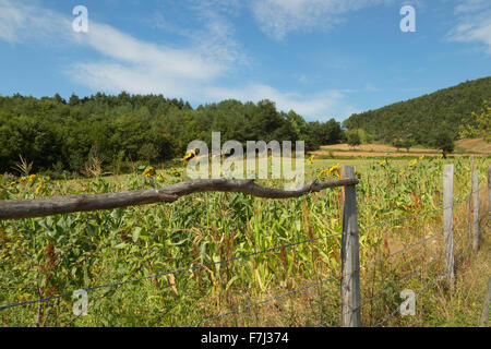 Champs de tournesols et j'étais en train de conduire à la campagne où les champs de tournesols et de maïs, le paysage. Banque D'Images