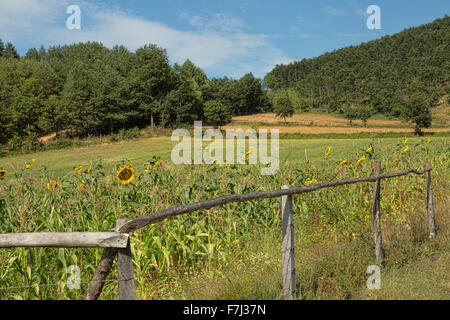 Champs de tournesols et j'étais en train de conduire à la campagne où les champs de tournesols et de maïs, le paysage. Banque D'Images