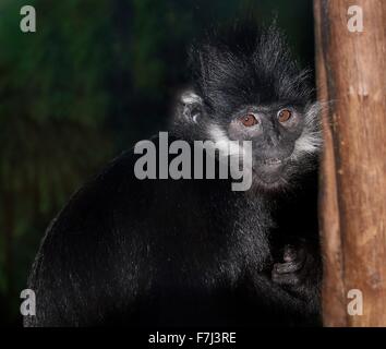 François de l'Asie du Sud-Est ( Trachypithecus francoisi Entelle'), alias François' leaf monkey ou Tonkin leaf monkey. Banque D'Images