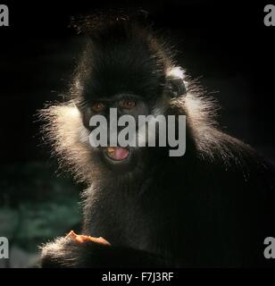 François de l'Asie du Sud-Est ( Trachypithecus francoisi Entelle'), alias François' leaf monkey ou Tonkin leaf monkey. Banque D'Images