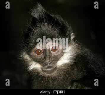 François de l'Asie du Sud-Est ( Trachypithecus francoisi Entelle'), alias François' leaf monkey ou Tonkin leaf monkey. Banque D'Images