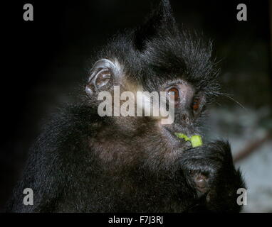 François de l'Asie du Sud-Est ( Trachypithecus francoisi Entelle'), alias François' leaf monkey ou Tonkin leaf monkey. Banque D'Images