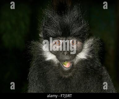 François de l'Asie du Sud-Est ( Trachypithecus francoisi Entelle'), alias François' leaf monkey ou Tonkin leaf monkey. Banque D'Images