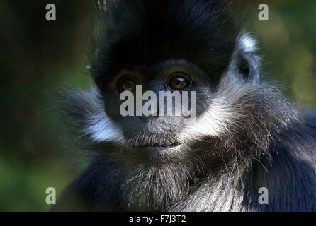 François de l'Asie du Sud-Est ( Trachypithecus francoisi Entelle'), alias François' leaf monkey ou Tonkin leaf monkey. Banque D'Images