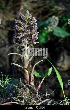 Gros plan Butterbur (petasites hybridus) en fleurs au printemps dans la campagne britannique. Banque D'Images