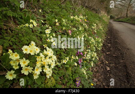 Bordure de Dorset point au début du printemps avec primroses (y compris les hybrides), près de Silton, Dorset. Banque D'Images