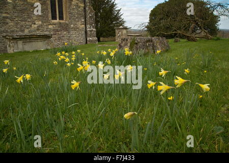 Narcissus pseudonarcissus, jonquilles sauvages, dans le Dorset, cimetière Holwell Banque D'Images