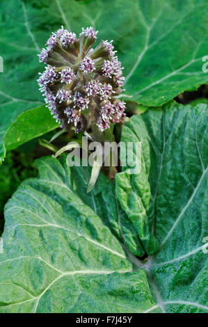 Gros plan Butterbur (petasites hybridus) en fleurs au printemps dans la campagne britannique. Banque D'Images