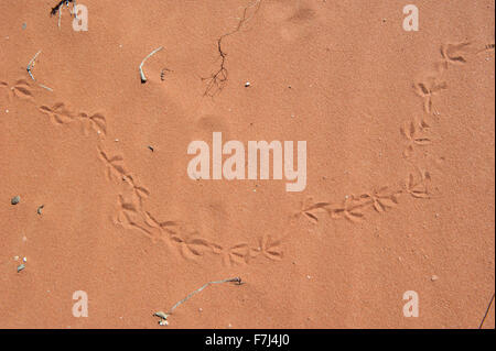 Les pistes d'oiseaux dans le sable, full frame Banque D'Images