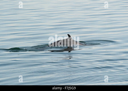 Piscine de dauphin dans l'eau Banque D'Images