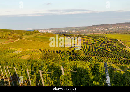 Vignobles de Bingen, vallée du Haut-Rhin moyen, Allemagne Banque D'Images