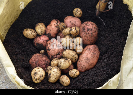 Fraîchement extraits organiques non lavé les pommes de terre rouge et blanc accueil cultivés dans un jardin à partir d'un sac de croître dans un sol riche, montrant un petit Banque D'Images