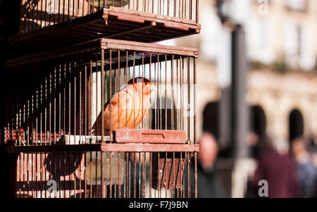 Cage à oiseaux orange , juste La vente d'animaux Banque D'Images