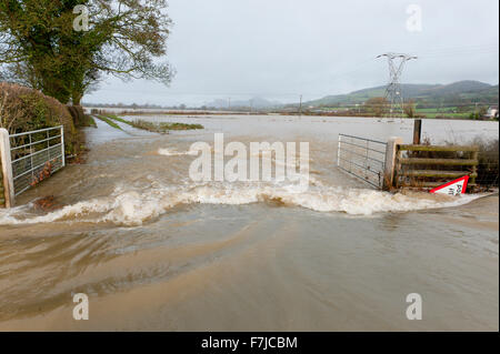 Welshpool, Powys, Pays de Galles, Royaume-Uni. 1er décembre, 2015. Météo : La rivière Severn éclate c'est banques à Welshpool et provoque une inondation. Credit : Graham M. Lawrence/Alamy Live News. Banque D'Images