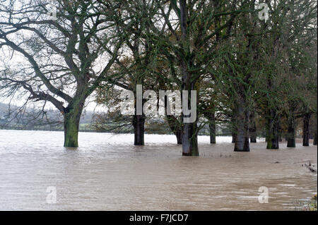 Welshpool, Powys, Pays de Galles, Royaume-Uni. 1er décembre, 2015. Météo : La rivière Severn éclate c'est banques à Welshpool et provoque une inondation. Credit : Graham M. Lawrence/Alamy Live News. Banque D'Images