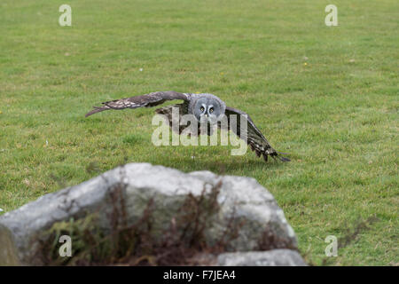 Une chouette lapone en venant se poser sur un rocher au centre d'oiseaux de proie de Cornouailles près de Newquay Cornwall. Banque D'Images