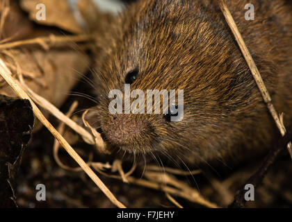 Domaine campagnol des champs (Microtus agrestis) parmi les feuilles mortes Banque D'Images