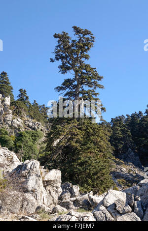 Sapin pectiné, Abies pinsapo dans parc naturel de la Sierra de las Nieves , Andalousie, espagne. Banque D'Images