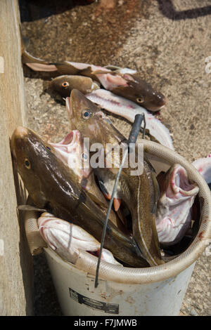 Close-up de poisson frais de la morue (tête, yeux et bouche ouverte) dans un seau, prêt à être vidé - port de Staithes, Yorkshire du Nord, FR, UK Banque D'Images