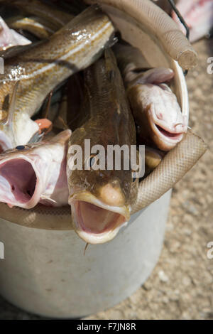 Close-up de poisson frais de la morue (tête, yeux et bouche ouverte) dans un seau, prêt à être vidé - port de Staithes, Yorkshire du Nord, FR, UK Banque D'Images