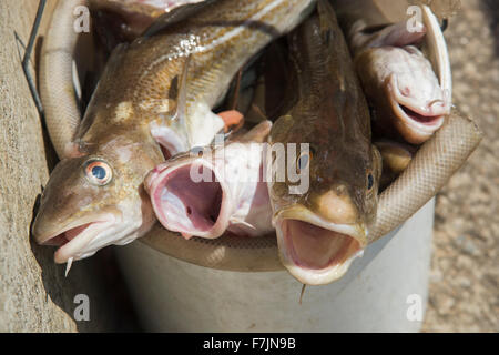 Close-up de poisson frais de la morue (tête, yeux et bouche ouverte) dans un seau, prêt à être vidé - port de Staithes, Yorkshire du Nord, FR, UK Banque D'Images