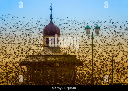 'Last Dance'  marrage de Starling sur la jetée nord de Blackpool à la tombée de la nuit. Beaucoup, beaucoup de milliers d'épris se rassemblent au coucher du soleil pour profiter de l'abri offert par les poutres en acier et les structures de soutien des jetées du Centre et du Nord, qui dévient les vents d'hiver qui arrivent la côte nord-ouest. Les énormes nombres d'oiseaux locaux sont enfoutés par d'autres rejoignant le continent alors qu'ils exécutent des acrobaties aériennes époustouflantes, des swooping et de la plongée comme si une masse solide, noire radiocontrôlée … fascinant à regarder. Banque D'Images