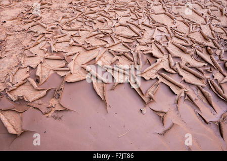 Le séchage du sable dans le lit du cours d'un canyon dans l'Utah, Cedar Mesa. Banque D'Images