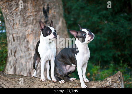 Boston terrier, chien bicolore en parc avec arbres et herbe Banque D'Images