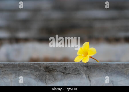 Une fleur jaune abandonné sur sol béton Banque D'Images