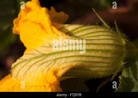 Potiron (Cucurbita maxima) fleur comestible, montrant les pétales veinées en crème, vert vif et jaune lumineux Banque D'Images