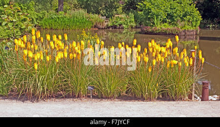 Jardin Wisley Surrey Kniphofia Shining Sceptre Flower Banque D'Images