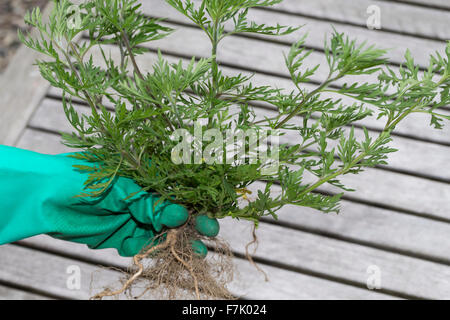 L'herbe à poux annuel, l'herbe à poux, Ambrosia, Ambrosie, Beifußblättriges Traubenkraut Aufrechtes Traubenkraut,, Ambrosia artemisiifolia Banque D'Images