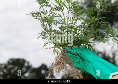 L'herbe à poux annuel, l'herbe à poux, Ambrosia, Ambrosie, Beifußblättriges Traubenkraut Aufrechtes Traubenkraut,, Ambrosia artemisiifolia Banque D'Images