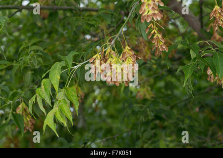 Fort ancien, boxelder érable, frêne, érable à feuilles, Eschen-Ahorn Eschenahorn, Acer negundo, Acer negundo fraxinifolium fraxinifolium, Banque D'Images